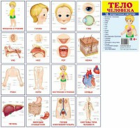 Раздаточные карточки "Тело человека" - fgospostavki.ru - Томск