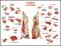 Таблица "Правила разделки мясных туш. Говядина и телятина" (100х140 сантиметров, винил) - fgospostavki.ru - Томск