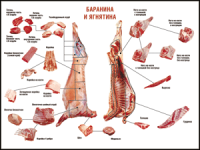 Таблица "Правила разделки мясных туш. Баранина и ягнятина" (100х140 сантиметров, винил) - fgospostavki.ru - Томск