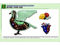 Рельефная таблица "Внутреннее строение голубя" (формат А1, матовое ламинирование) - fgospostavki.ru - Томск