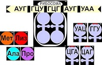 Модель-аппликация "Биосинтез белка" (ламинированная) - fgospostavki.ru - Томск