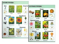Коллекция "Семена и плоды" - fgospostavki.ru - Томск
