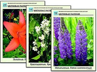 Гербарий фотографический "Основные группы растений" - fgospostavki.ru - Томск