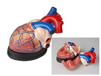 Модель сердца в разрезе (демонстрационная) - fgospostavki.ru - Томск