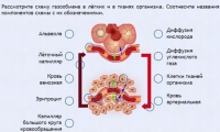 Интерактивные курсы. Биология 9 класс. Расширенный. - fgospostavki.ru - Томск