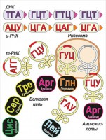 Модель-аппликация Биосинтез белка - fgospostavki.ru - Томск