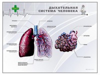 Стенд "Дыхательная система человека" - fgospostavki.ru - Томск