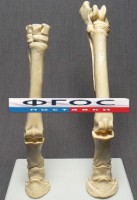 Скелет конечности лошади (передняя и задняя) на подставке - fgospostavki.ru - Томск