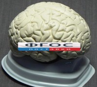 Модель "Мозг в разрезе" (белый) - fgospostavki.ru - Томск