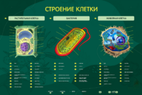Электрифицированный стенд "Строение клетки" с маркерными полями - fgospostavki.ru - Томск