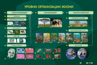 Электрифицированный стенд "Уровни организации жизни" - fgospostavki.ru - Томск