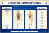 Электрифицированный стенд-тренажер c макетом скелета "Анатомическое строение человека" - fgospostavki.ru - Томск