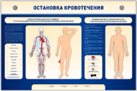 Электрифицированный стенд-тренажер "Остановка кровотечения" - fgospostavki.ru - Томск
