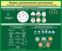 Стенд "Формы размножения организмов" - fgospostavki.ru - Томск