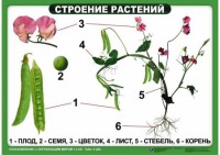 Комплект таблиц "Ознакомление с окружающим миром 1-4 класс" - fgospostavki.ru - Томск