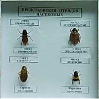 Коллекция энтомологическая "Представители отряда насекомых" - fgospostavki.ru - Томск