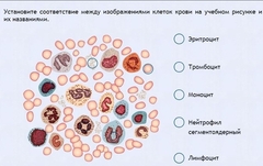 Интерактивные курсы. Биология 11 класс. Расширенный. - fgospostavki.ru - Томск