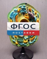 Модель "Клетка растения" - fgospostavki.ru - Томск
