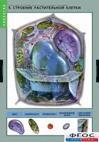 Комплект таблиц. Биология. Вещества растений. Клеточное строение. - fgospostavki.ru - Томск