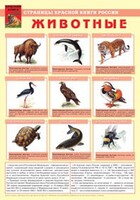 Комплект плакатов "Красная Книга России (животные, растения)" - fgospostavki.ru - Томск