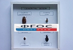 Коллекция "Семейство жуков" - fgospostavki.ru - Томск