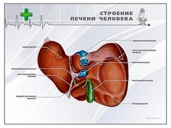 Стенд "Строение печени человека" - fgospostavki.ru - Томск