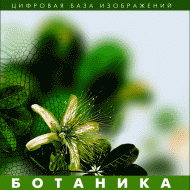 Ботаника. (Цифровая база изображений) - fgospostavki.ru - Томск