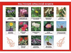 Таблица демонстрационная "Растения Красной книги" (винил 100*140) - fgospostavki.ru - Томск