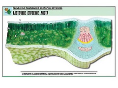 Рельефная таблица "Клеточное строение листа" (формат А1, матовое ламинирование) - fgospostavki.ru - Томск