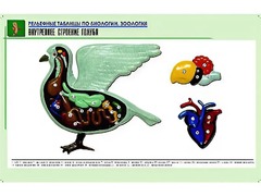 Рельефная таблица "Внутреннее строение голубя" (формат А1, матовое ламинирование) - fgospostavki.ru - Томск