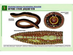 Рельефная таблица "Внутреннее строение дождевого червя" (формат А1, матовое ламинирование) - fgospostavki.ru - Томск