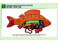 Рельефная таблица "Внутреннее строение рыбы" (формат А1, матовое ламинирование) - fgospostavki.ru - Томск