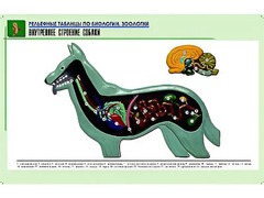 Рельефная таблица "Внутреннее строение собаки" (формат А1, матовое ламинирование) - fgospostavki.ru - Томск