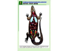 Рельефная таблица "Внутреннее строение ящерицы" (формат А1, матовое ламинирование) - fgospostavki.ru - Томск