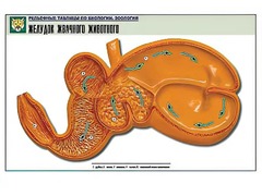 Рельефная таблица "Желудок жвачного животного" (формат А1, матовое ламинирование) - fgospostavki.ru - Томск