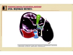 Рельефная таблица "Печень. Висцеральная поверхность" (формат А1, матовое ламинирование) - fgospostavki.ru - Томск