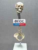 Модель "Позвоночник с черепом и тазом" - fgospostavki.ru - Томск