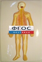 Модель барельефная "Нервная система человека" - fgospostavki.ru - Томск