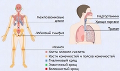Интерактивные курсы. Биология 9 класс. Базовый. - fgospostavki.ru - Томск
