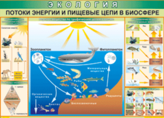 Таблица "Потоки энергии и пищевые цепи в биосфере" (100х140 сантиметров, винил) - fgospostavki.ru - Томск
