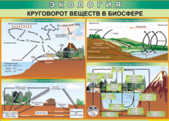 Таблица "Круговорот веществ в биосфере" (100х140 сантиметров, винил) - fgospostavki.ru - Томск