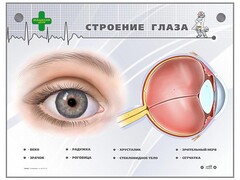 Интерактивный стенд "Строение глаза" - fgospostavki.ru - Томск