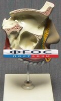 Модель "Разрез носоглотки" - fgospostavki.ru - Томск