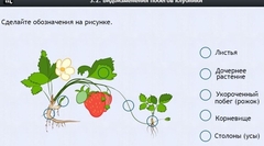 Интерактивные курсы. Биология 7 класс. Расширенный. - fgospostavki.ru - Томск