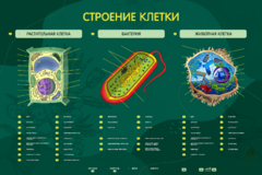 Электрифицированный стенд "Строение клетки" с маркерными полями - fgospostavki.ru - Томск