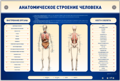 Электрифицированный стенд-тренажер c макетом скелета "Анатомическое строение человека" - fgospostavki.ru - Томск