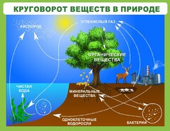 Стенд "Круговорот веществ" - fgospostavki.ru - Томск