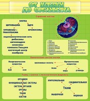 Стенд "От клетки до организма" - fgospostavki.ru - Томск