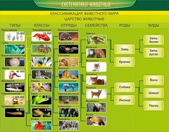 Стенд "Систематика животных" - fgospostavki.ru - Томск