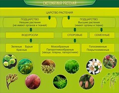 Стенд "Систематика растений" - fgospostavki.ru - Томск